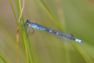 Coenagrion lunulatum